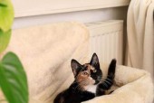 猫咪公寓2夏洛克——一款精彩的猫咪模拟游戏（用心打造的猫咪模拟游戏）