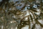 洪泽论坛的用途是什么？如何利用洪泽论坛解决问题？