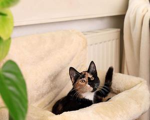 猫咪公寓2夏洛克——一款精彩的猫咪模拟游戏（用心打造的猫咪模拟游戏）  第1张