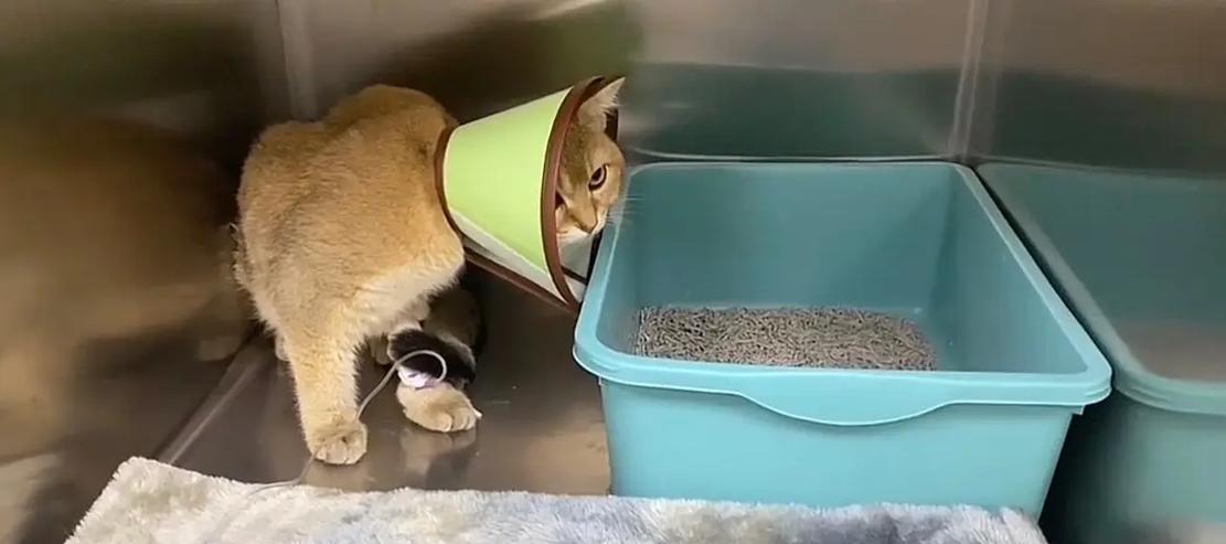 你能帮助猫猫逃离水晶矿坑吗？游戏通关技巧是什么？  第1张
